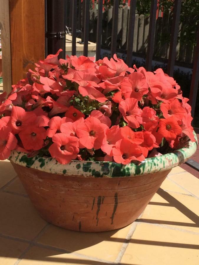 Collecorvino B&B La Casa In Campagna المظهر الخارجي الصورة